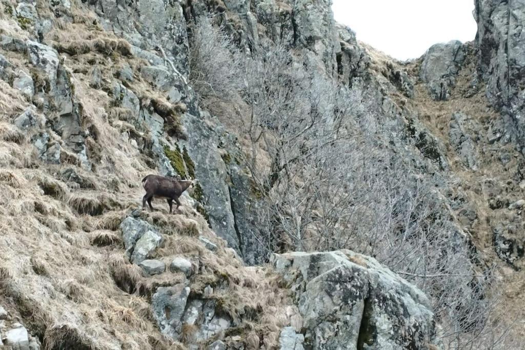 Aux Balcons De La Vallee Soultzeren Eksteriør billede